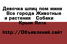 Девочка шпиц пом мини - Все города Животные и растения » Собаки   . Крым,Ялта